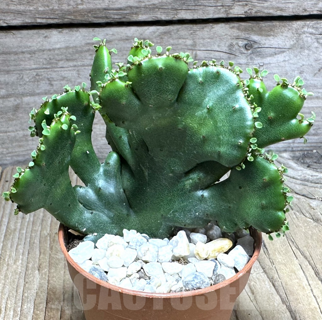 SHPR29263 Euphorbia leucodendron f. cristata - Image 2