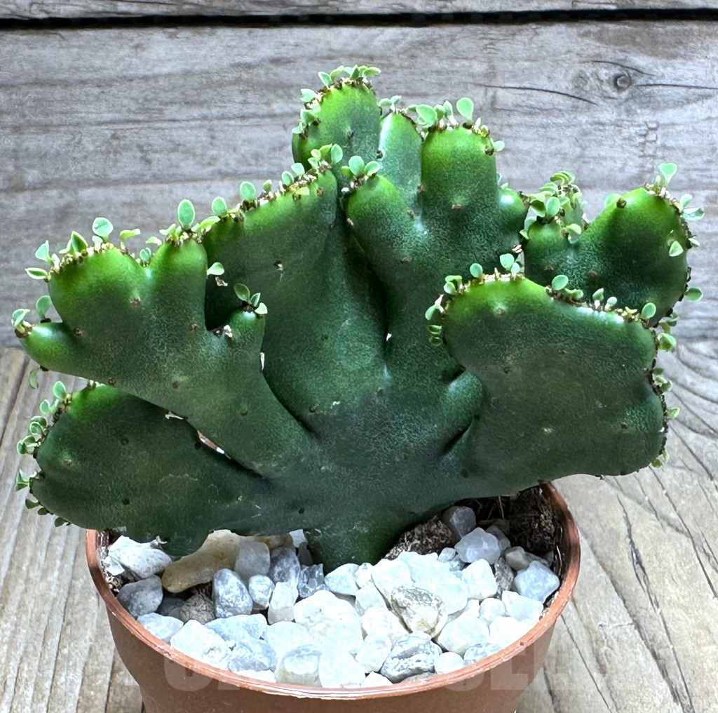 SHPR29263 Euphorbia leucodendron f. cristata