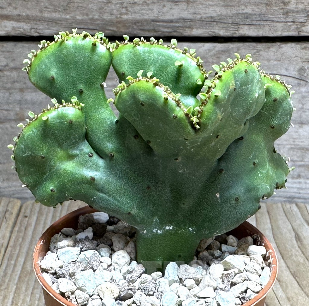 SHPR29264 Euphorbia leucodendron f. cristata