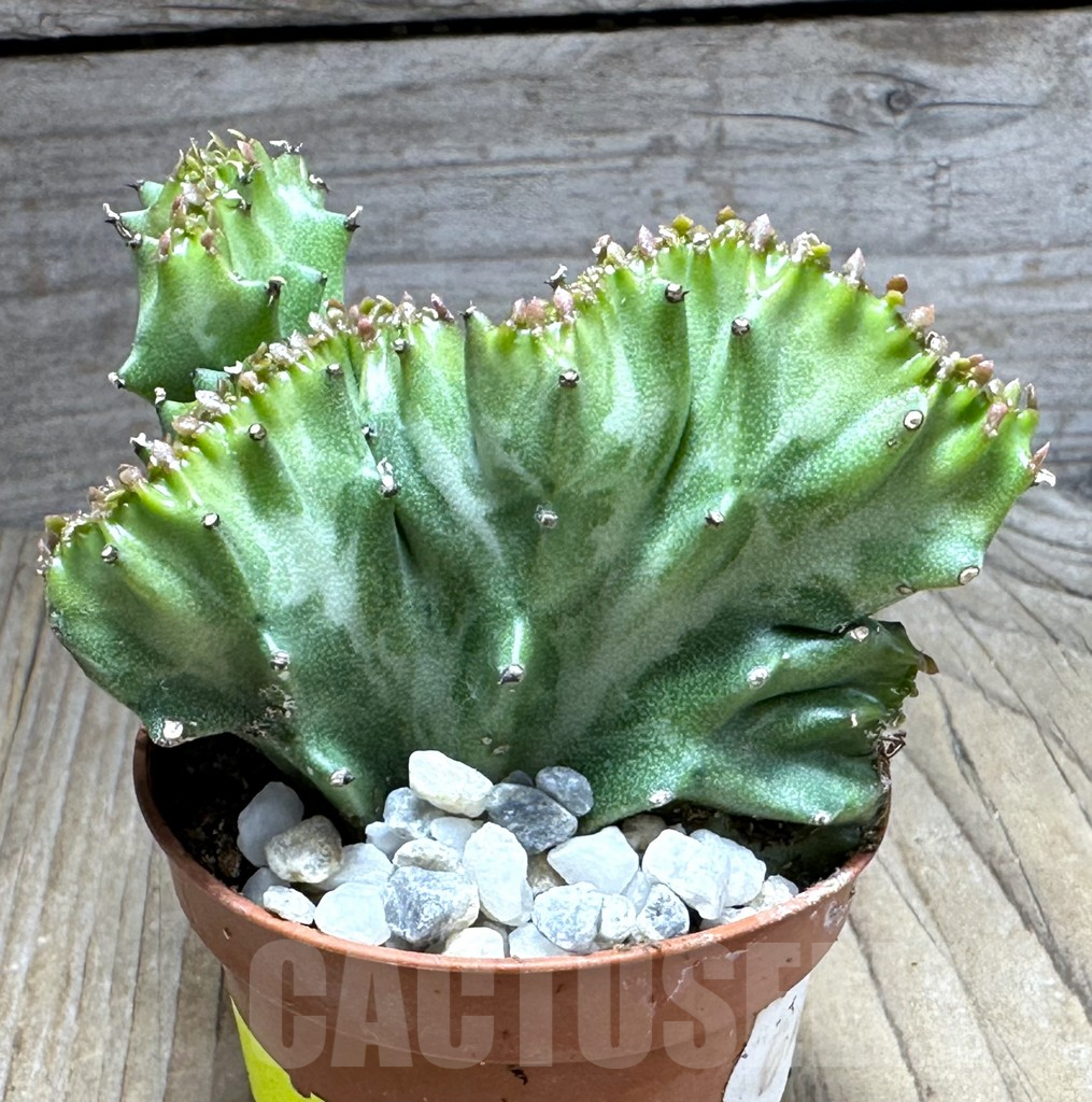 SHPR29265 Euphorbia lactea f. cristata