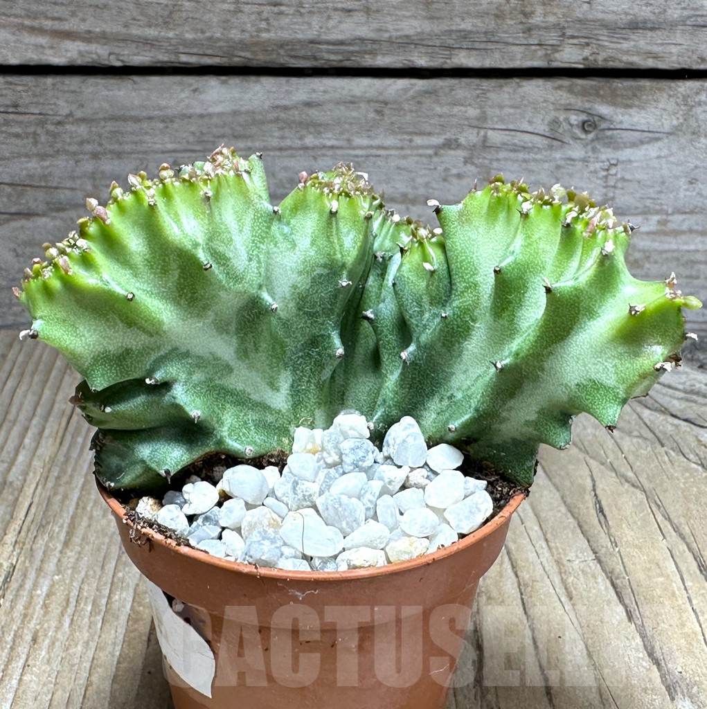 SHPR29265 Euphorbia lactea f. cristata - Image 2