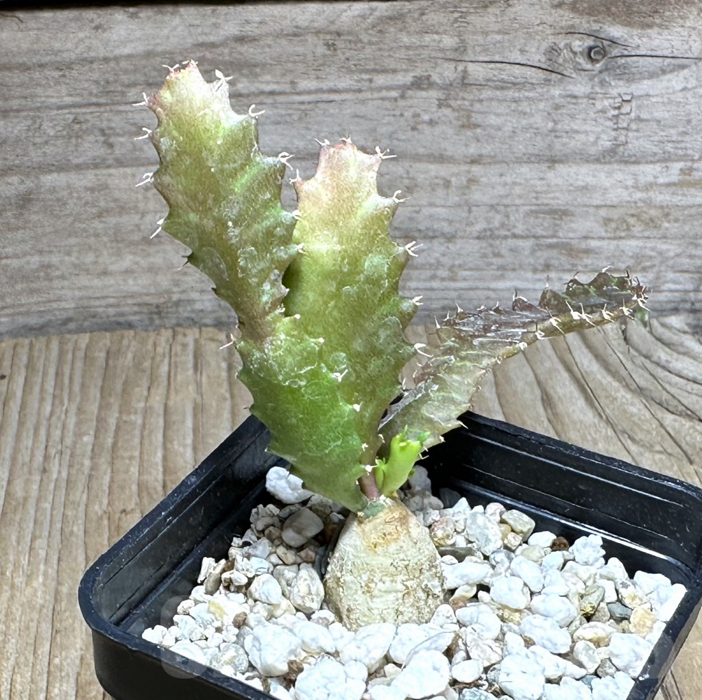 SHPR29266 Euphorbia stellata