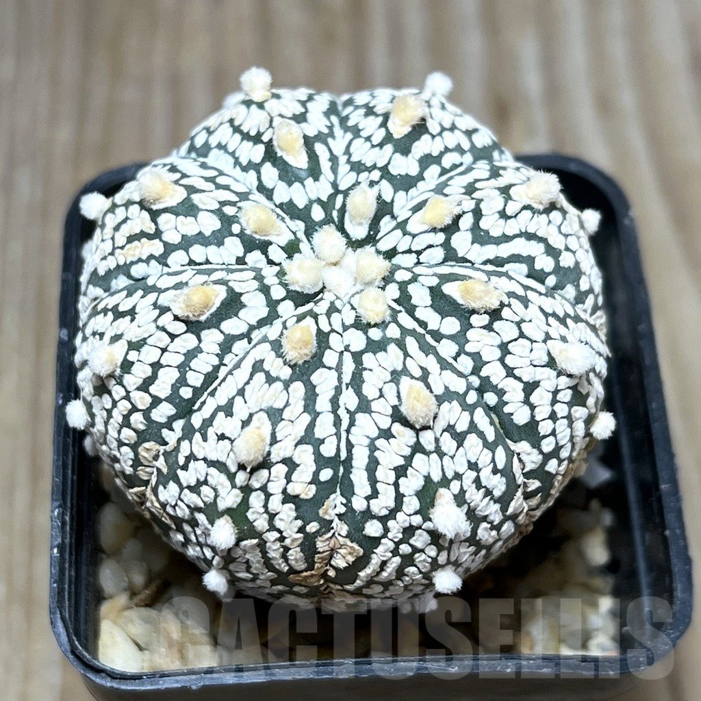 SHPR29650 Astrophytum asterias ‘Super Kabuto’ hybrid