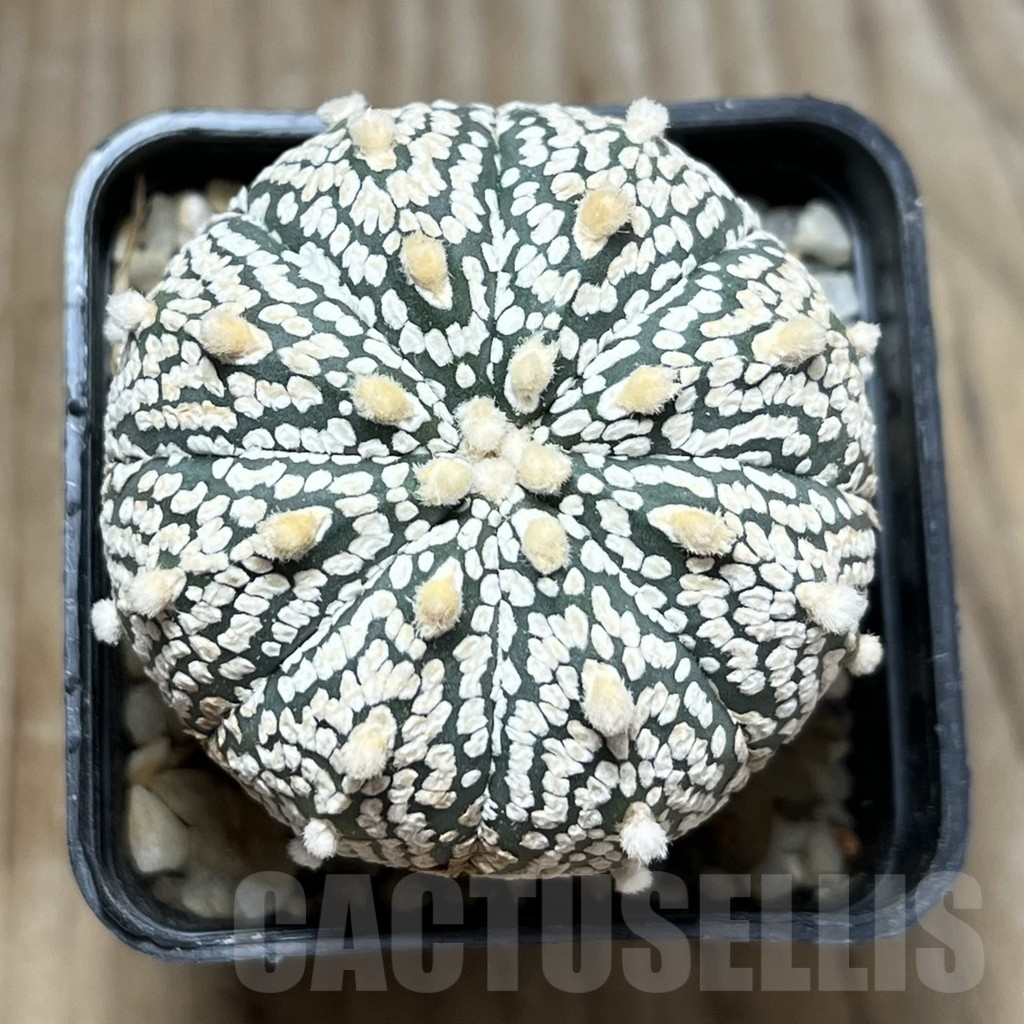 SHPR29650 Astrophytum asterias ‘Super Kabuto’ hybrid - 画像 (2)