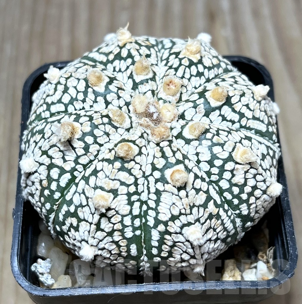 SHPR29651 Astrophytum asterias ‘Super Kabuto’ hybrid