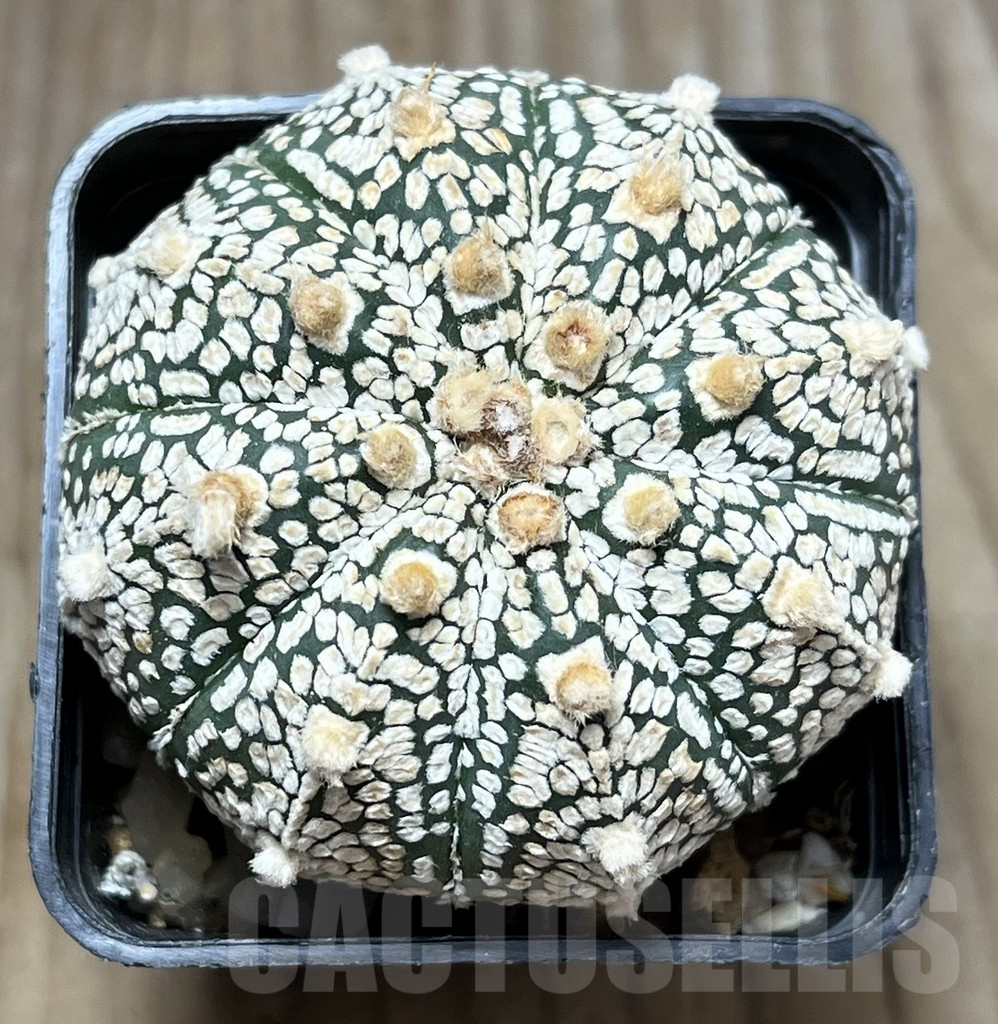 SHPR29651 Astrophytum asterias ‘Super Kabuto’ hybrid - Image 2