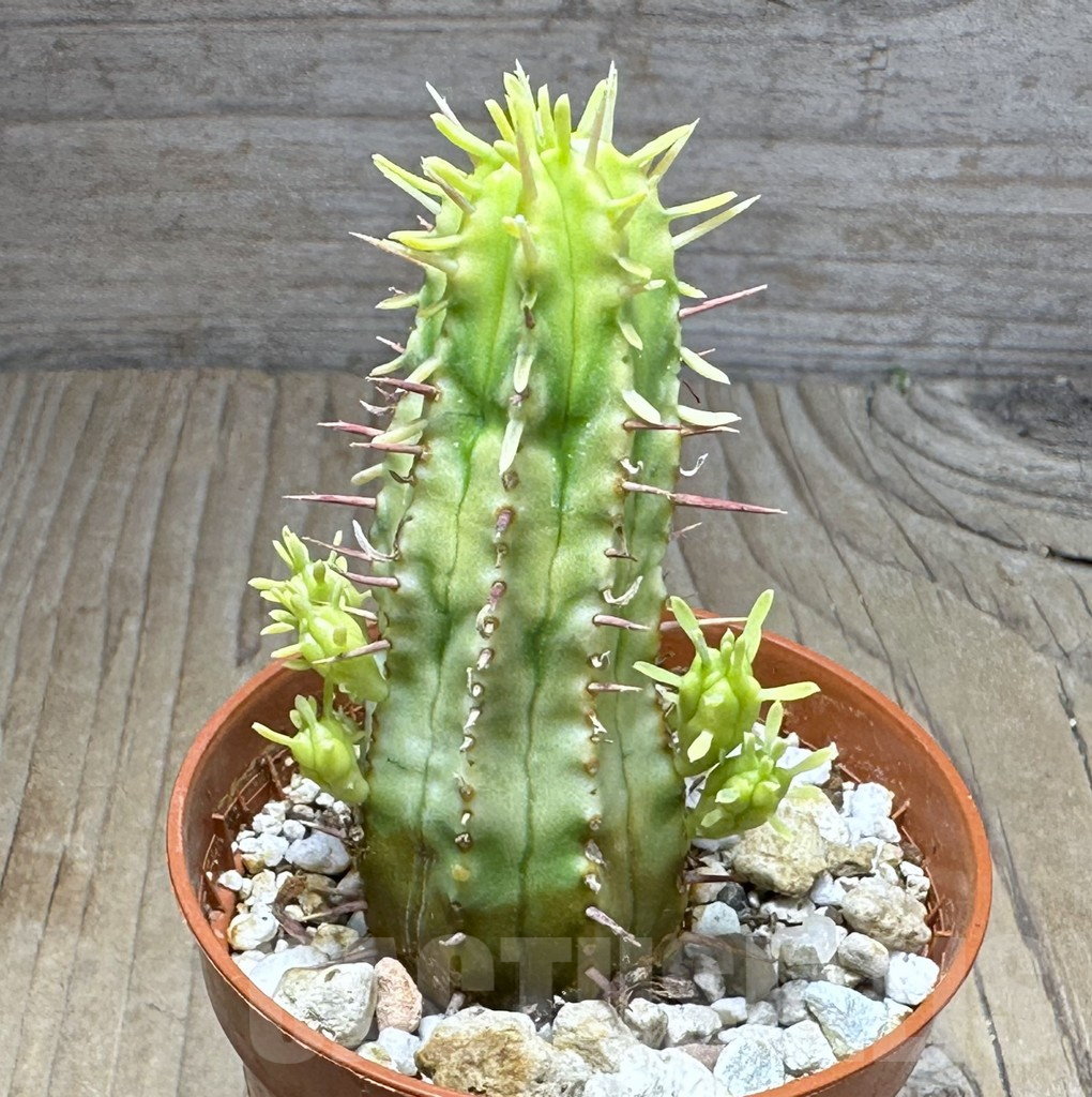 SHPR29268 Euphorbia aggregata f. variegata