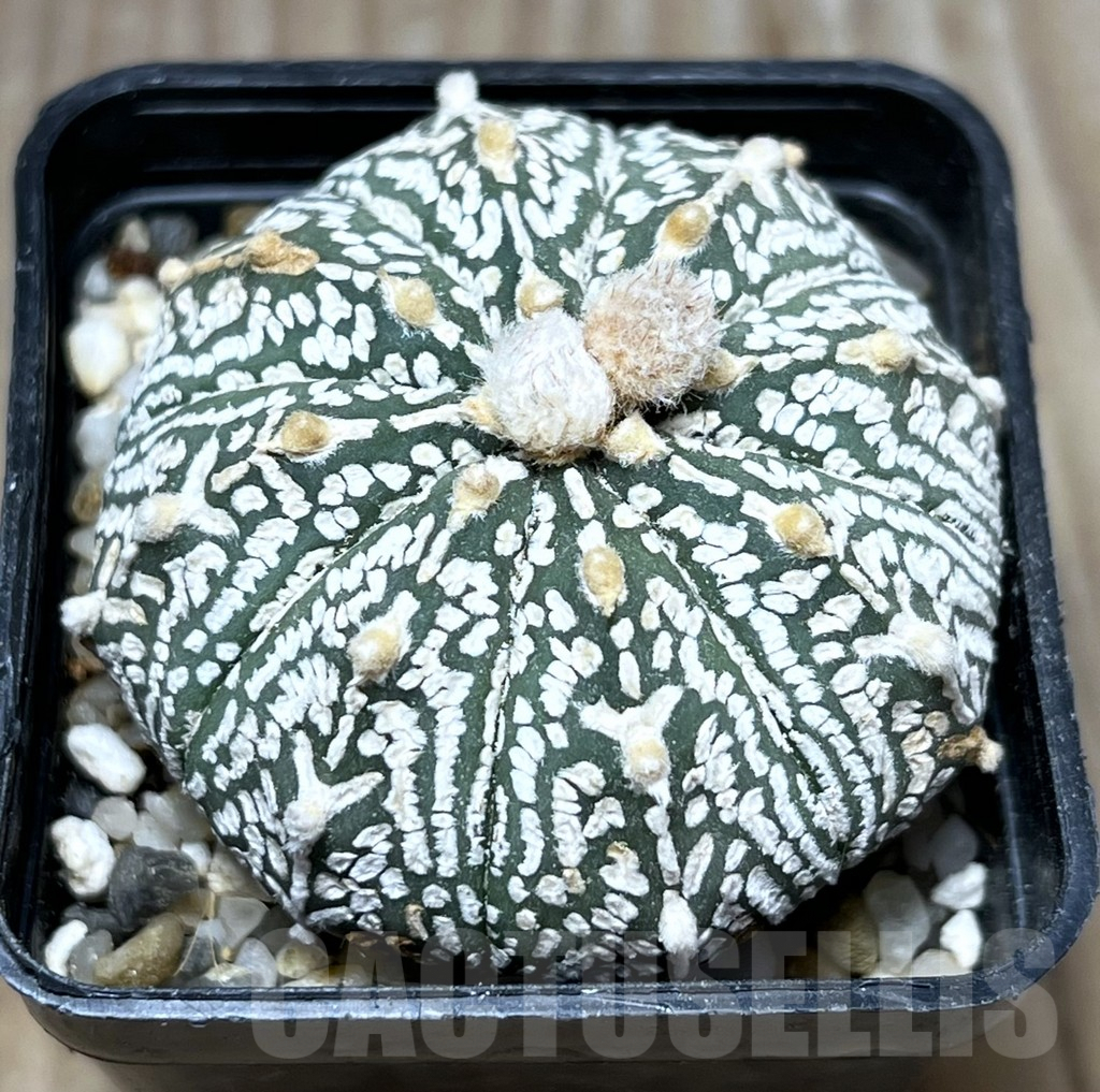 SHPR29652 Astrophytum asterias ‘Super Kabuto’ hybrid