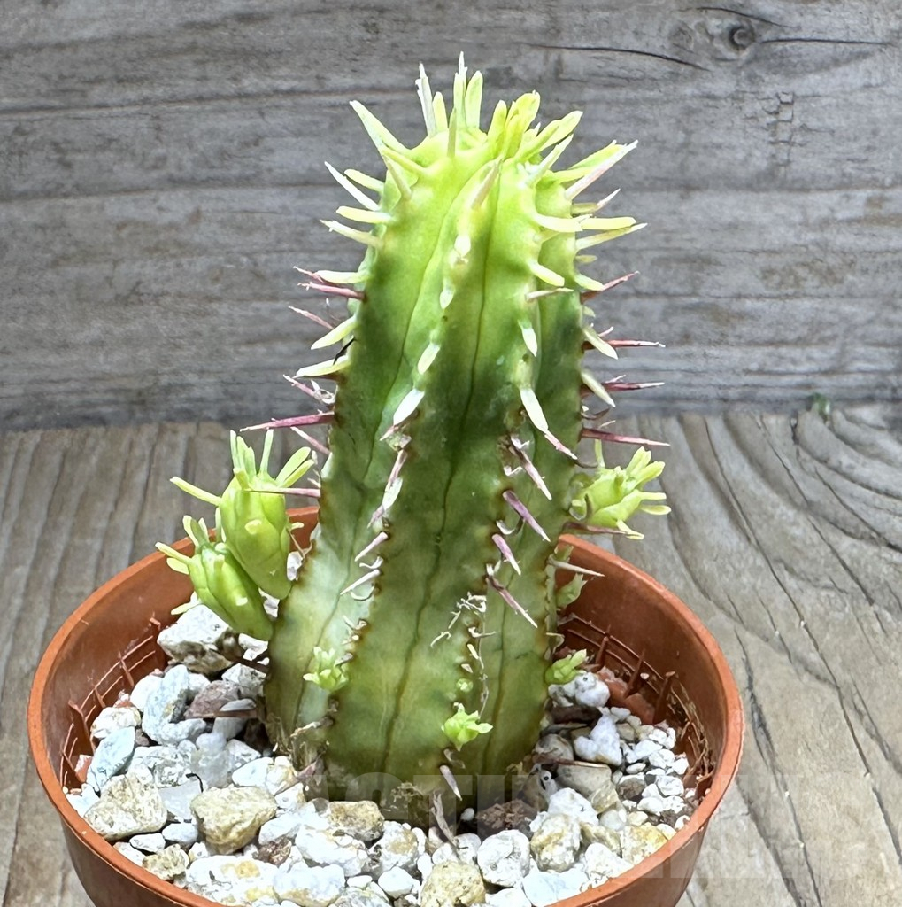 SHPR29268 Euphorbia aggregata f. variegata - Imagen 2