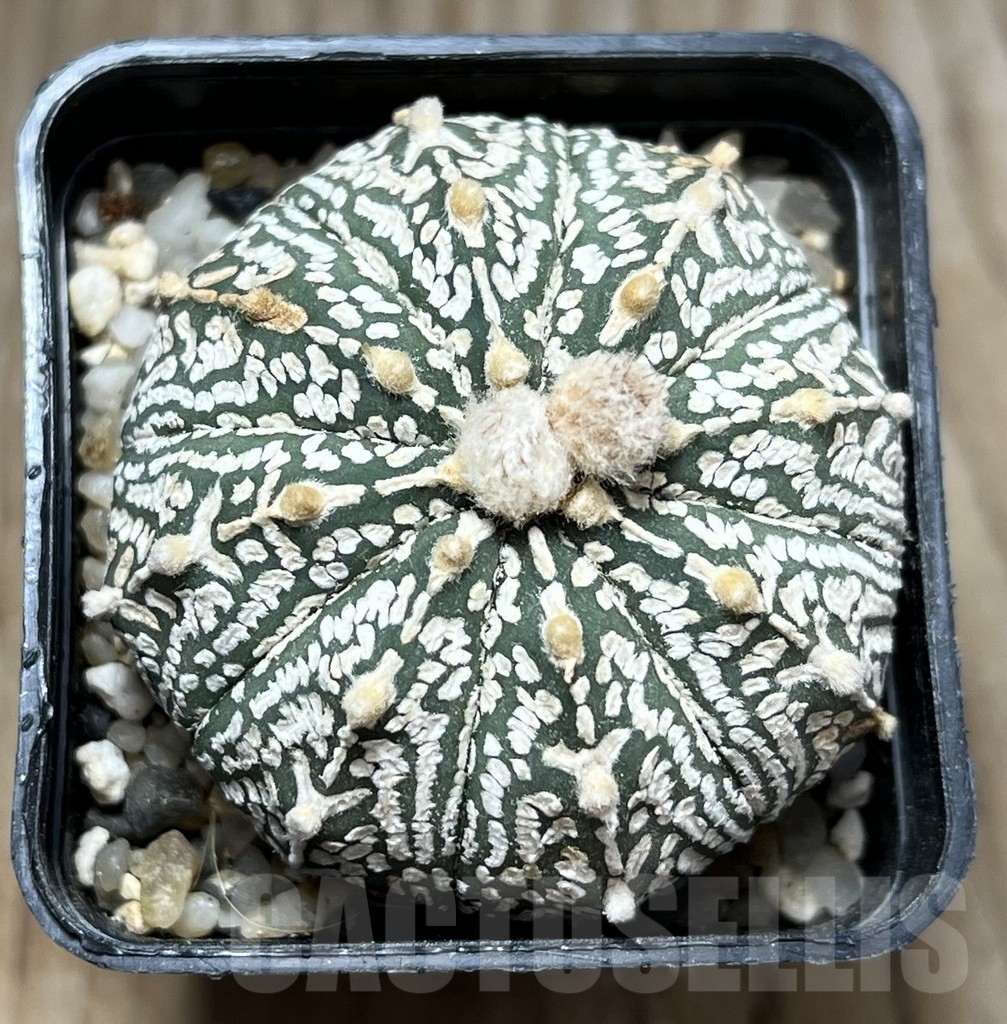 SHPR29652 Astrophytum asterias ‘Super Kabuto’ hybrid - Image 2