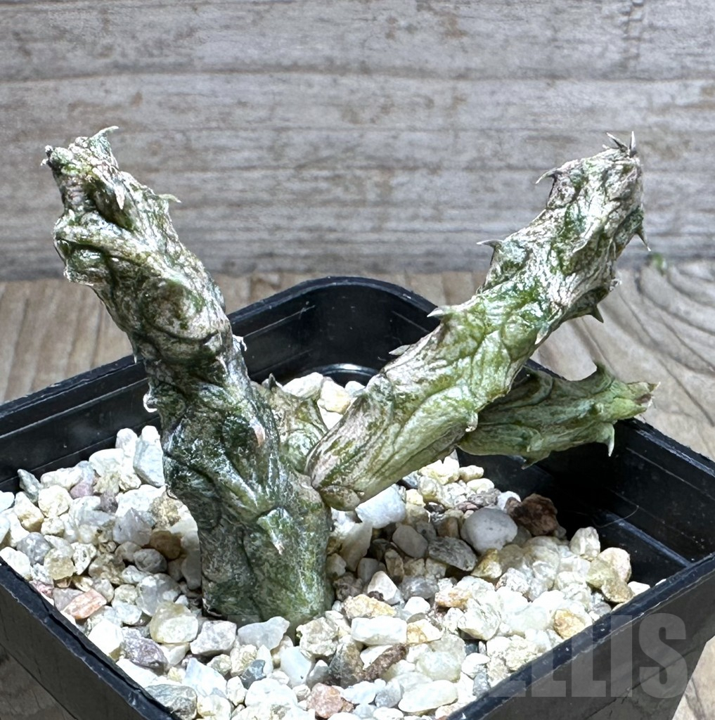 SHPR29269 Stapelianthus hybrid - Imagen 2