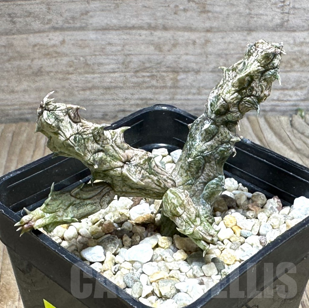 SHPR29269 Stapelianthus hybrid - Imagen 3