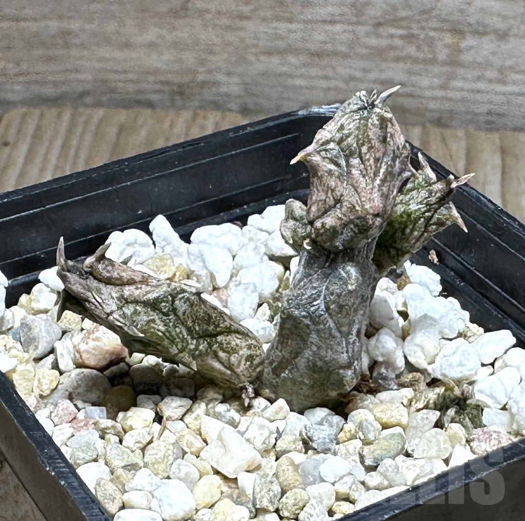 SHPR29270 Stapelianthus hybrid - Imagen 2