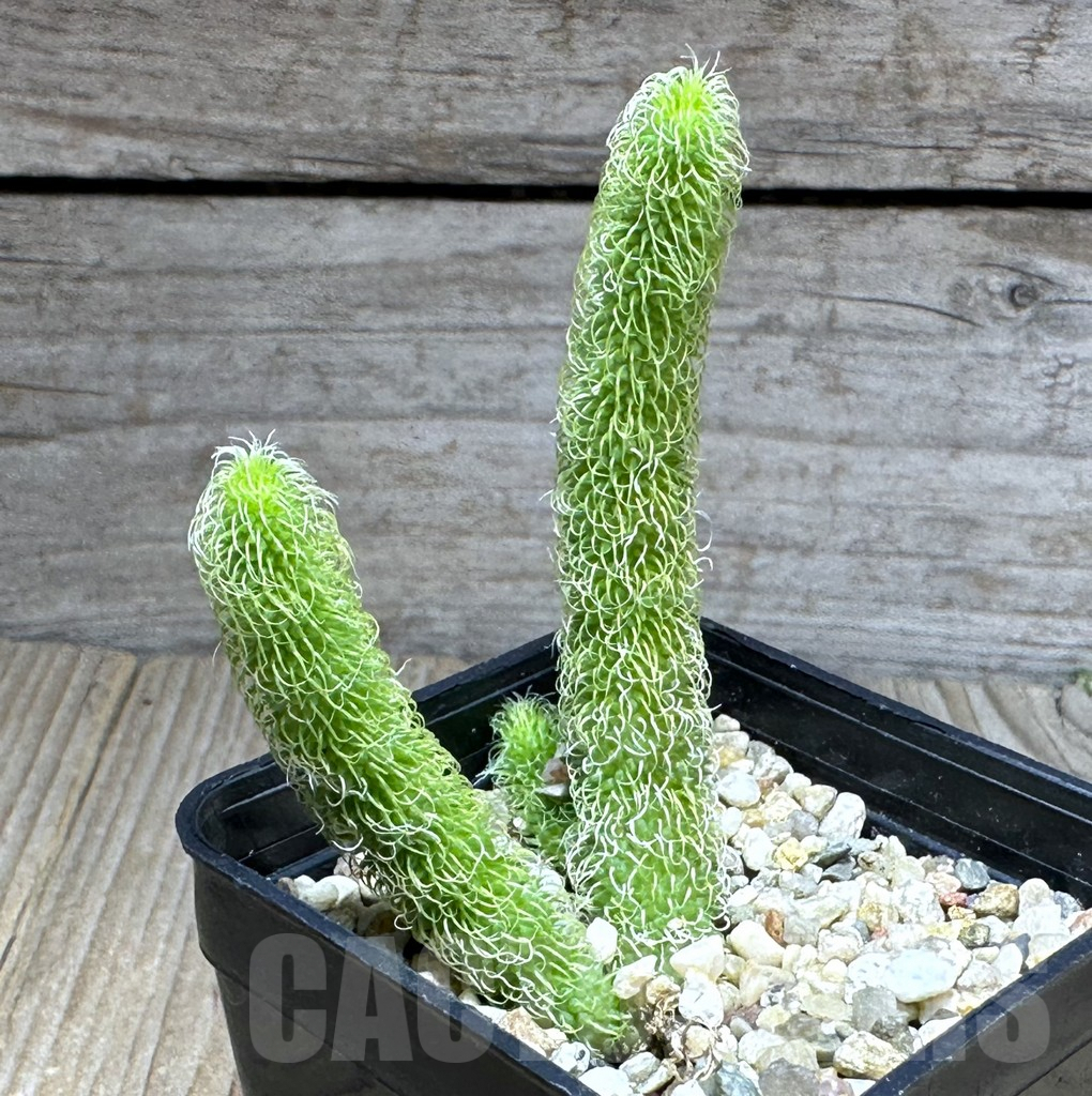 SHPR29271 Stapelianthus pilosus