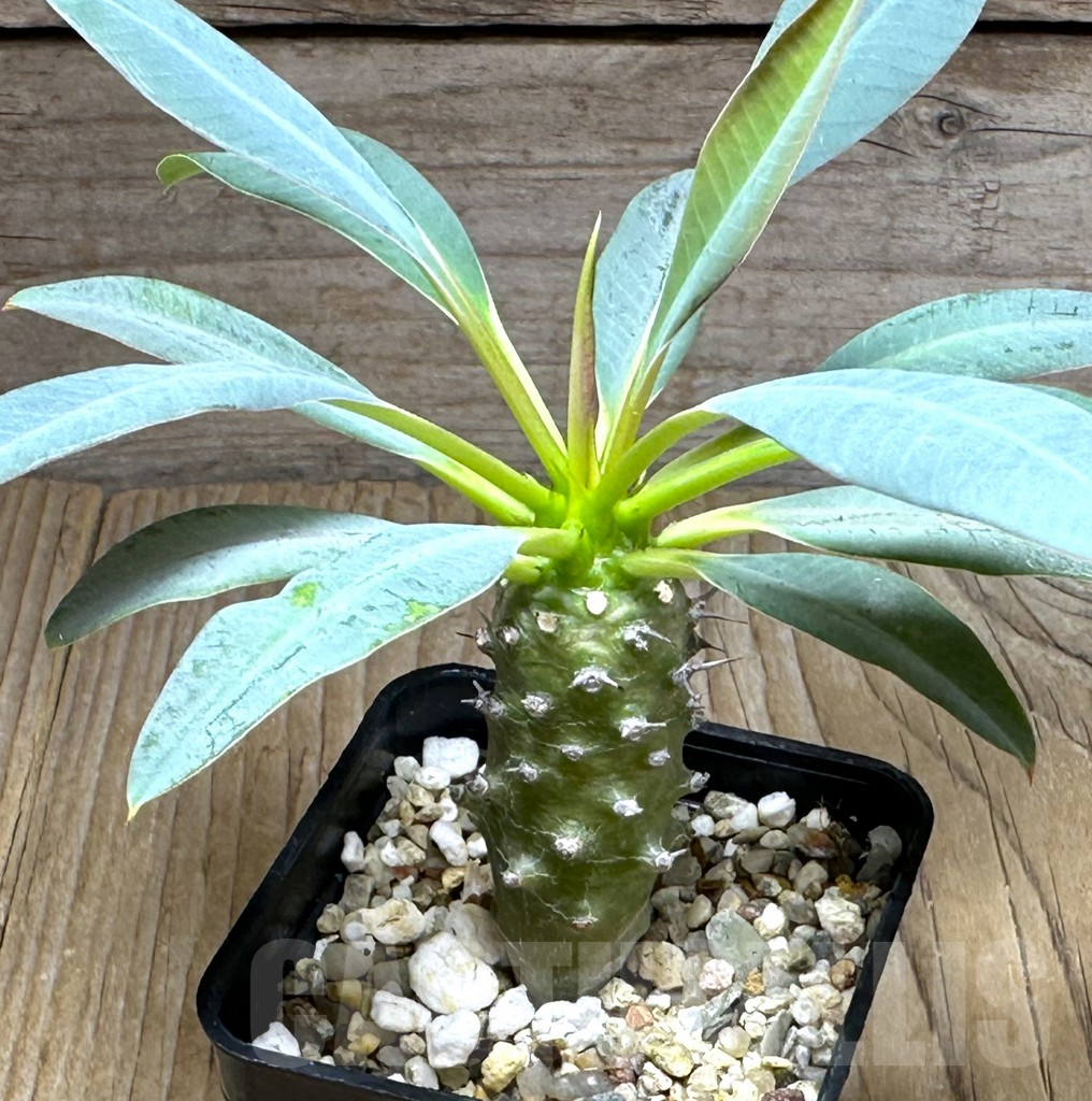 SHPR29273 Euphorbia pachypodioides -Ankarana-