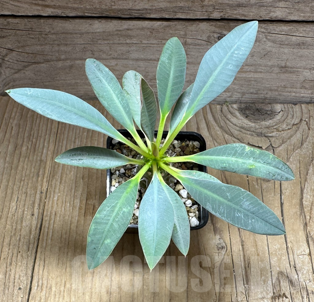 SHPR29273 Euphorbia pachypodioides -Ankarana- - Imagen 2