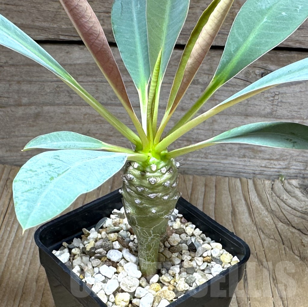 SHPR29274 Euphorbia pachypodioides -Ankarana-