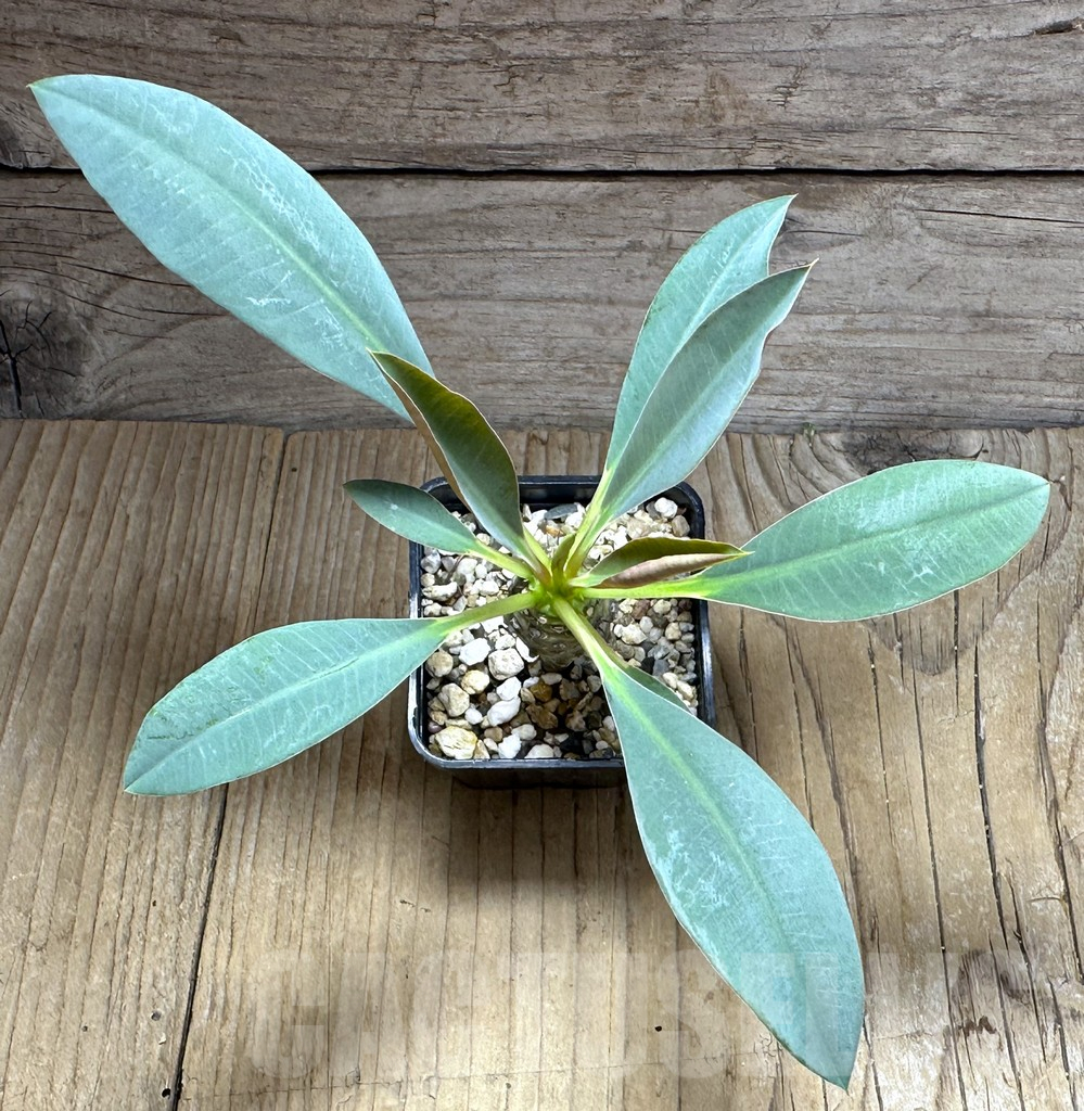 SHPR29274 Euphorbia pachypodioides -Ankarana- - Imagen 2