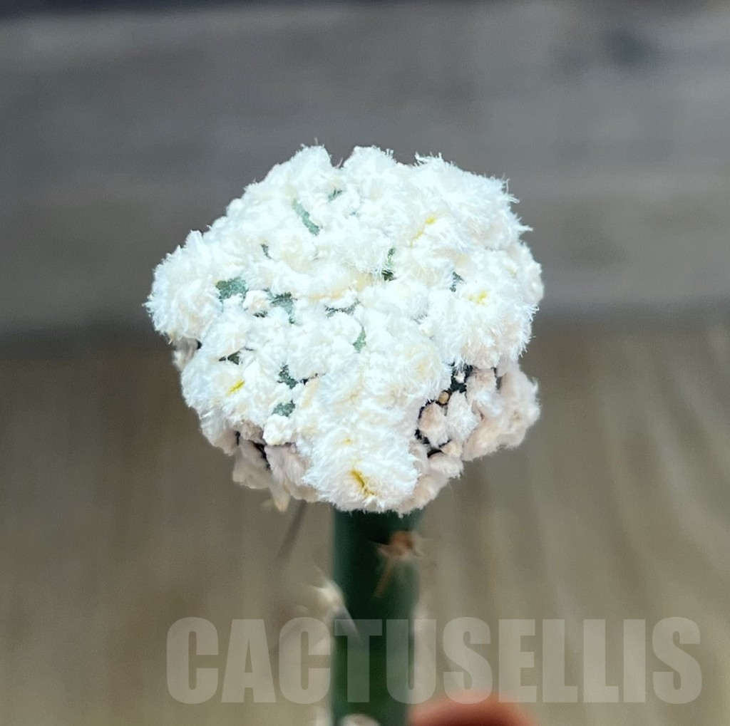 SHPR29663 Astrophytum asterias ‘Super Kabuto’ snow