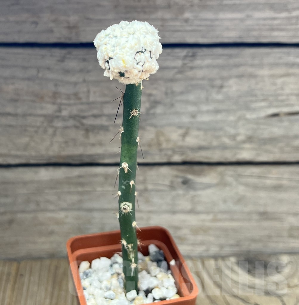 SHPR29663 Astrophytum asterias ‘Super Kabuto’ snow - Image 2