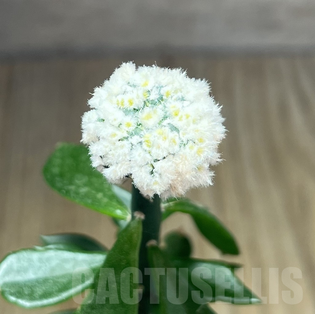 SHPR29664 Astrophytum asterias ‘Super Kabuto’ snow