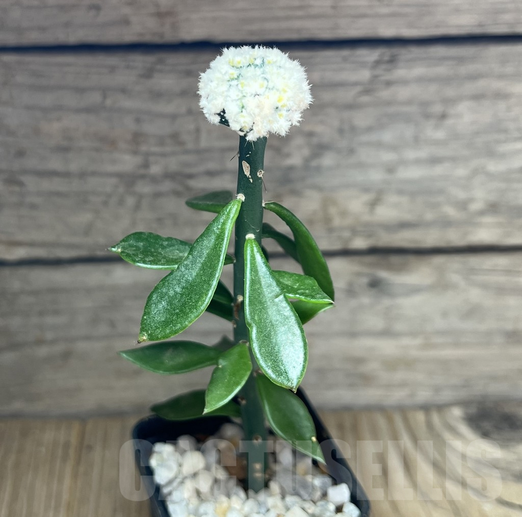 SHPR29664 Astrophytum asterias ‘Super Kabuto’ snow - Obrázek 2