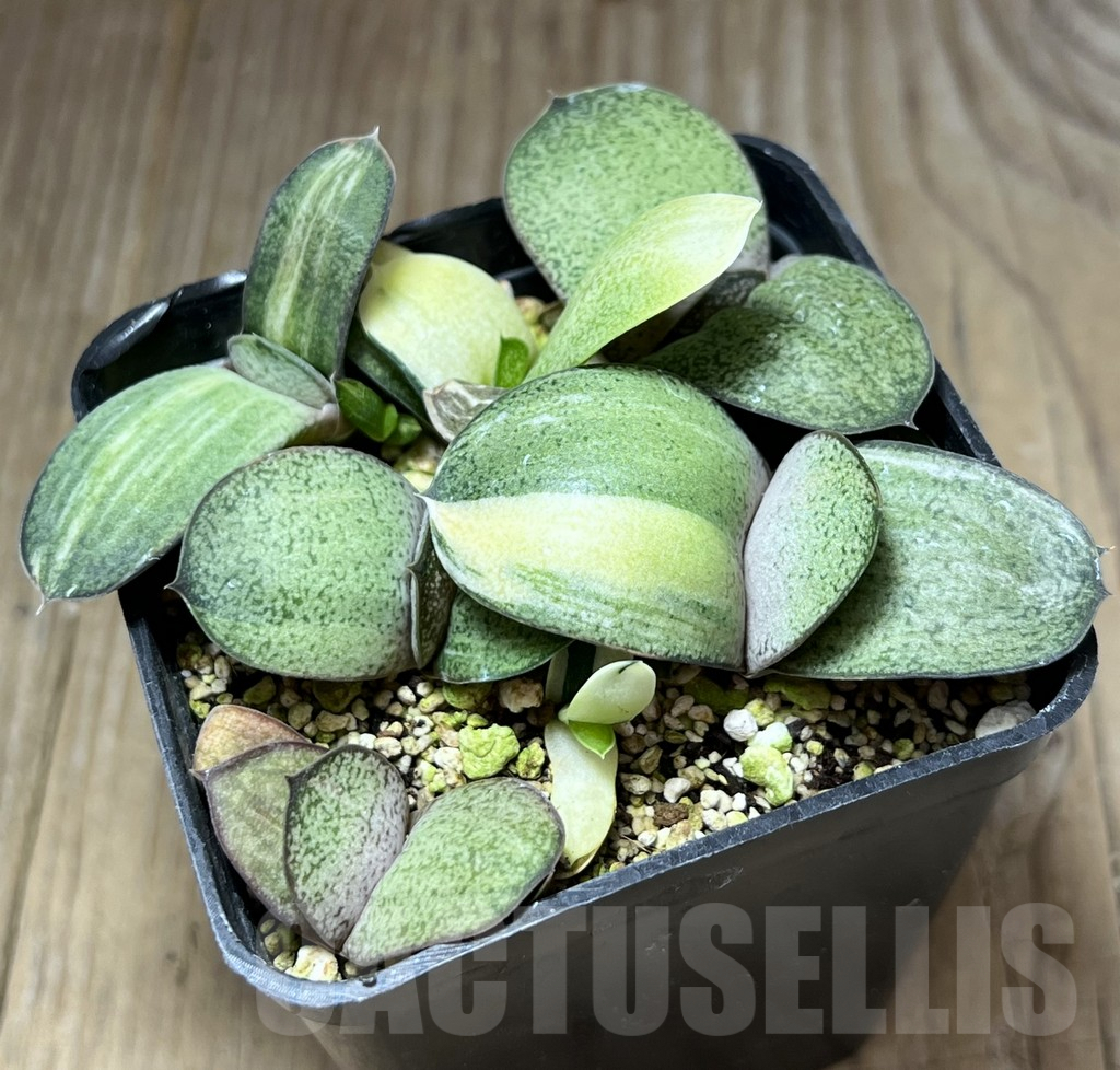 SHPR29665 Gasteria glomerata hybrid f. variegata mix