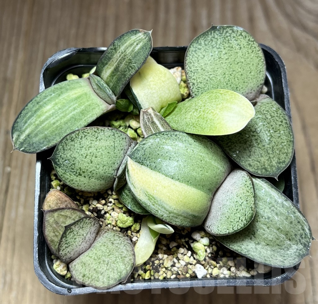 SHPR29665 Gasteria glomerata hybrid f. variegata mix - Image 2