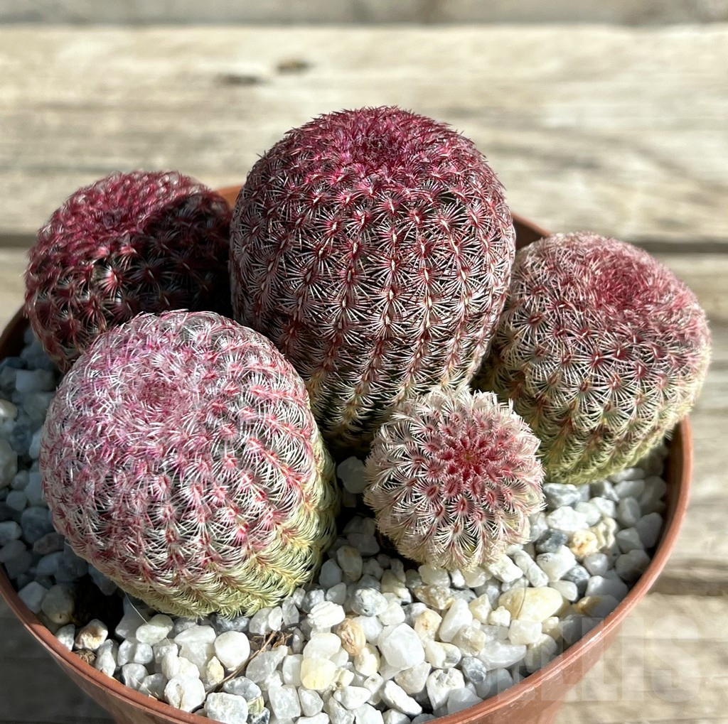 SHPR29667 Echinocereus rigidissimus v. rubispinus – Bild 2