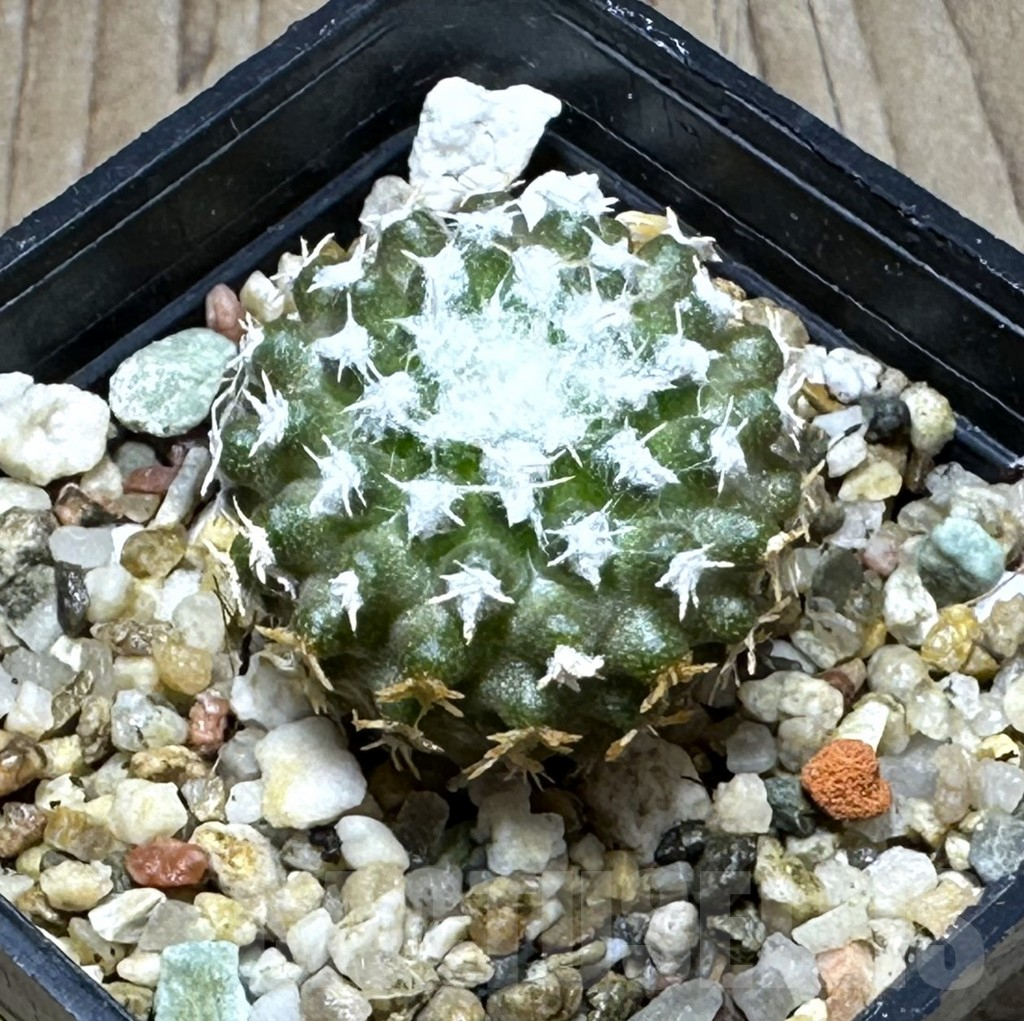 SHPR29286 Thelocephala malleolata WM 013