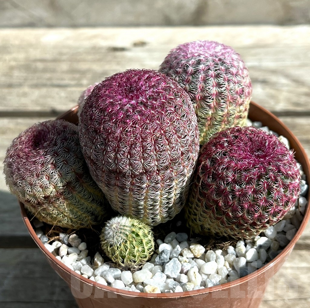 SHPR29667 Echinocereus rigidissimus v. rubispinus