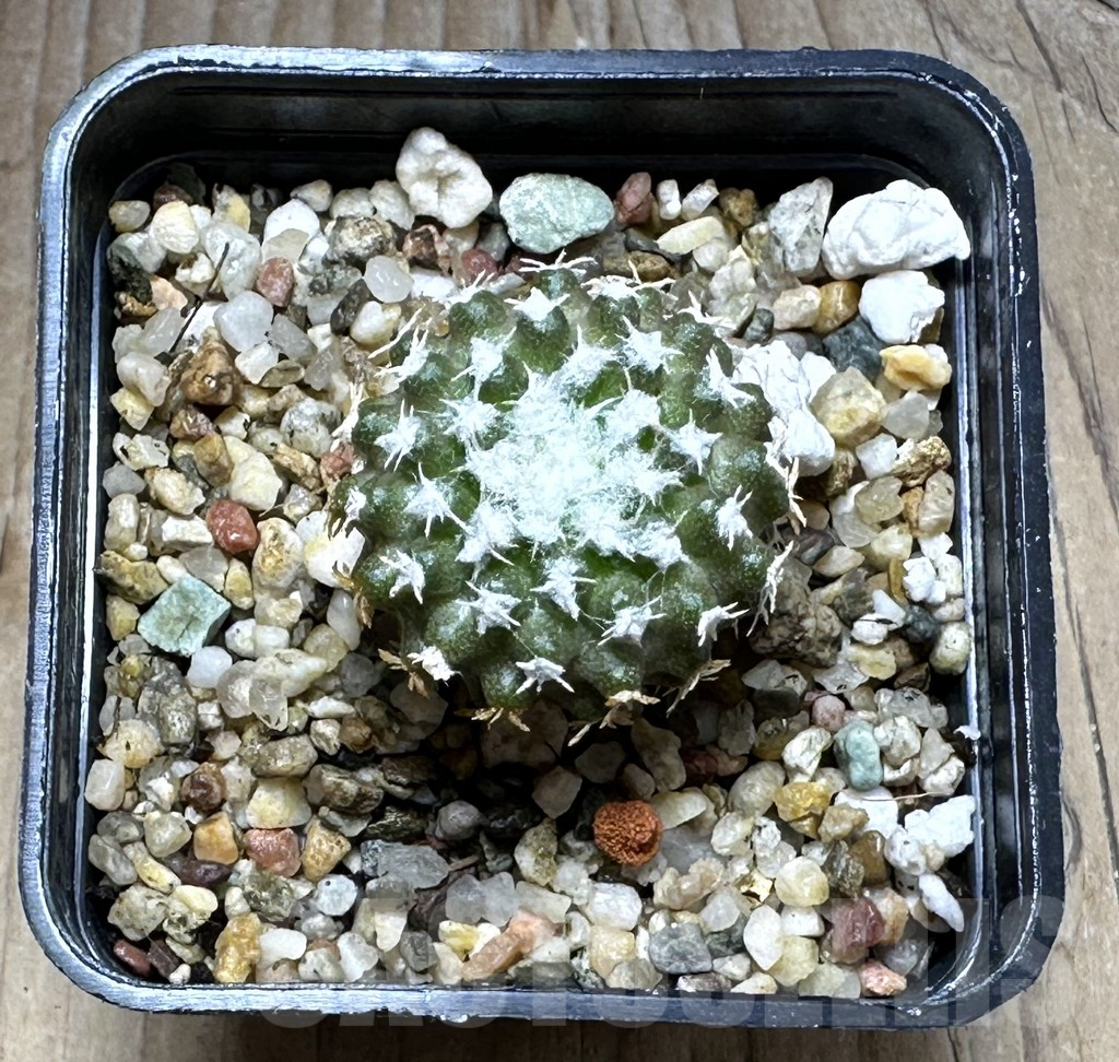 SHPR29286 Thelocephala malleolata WM 013 - Image 2