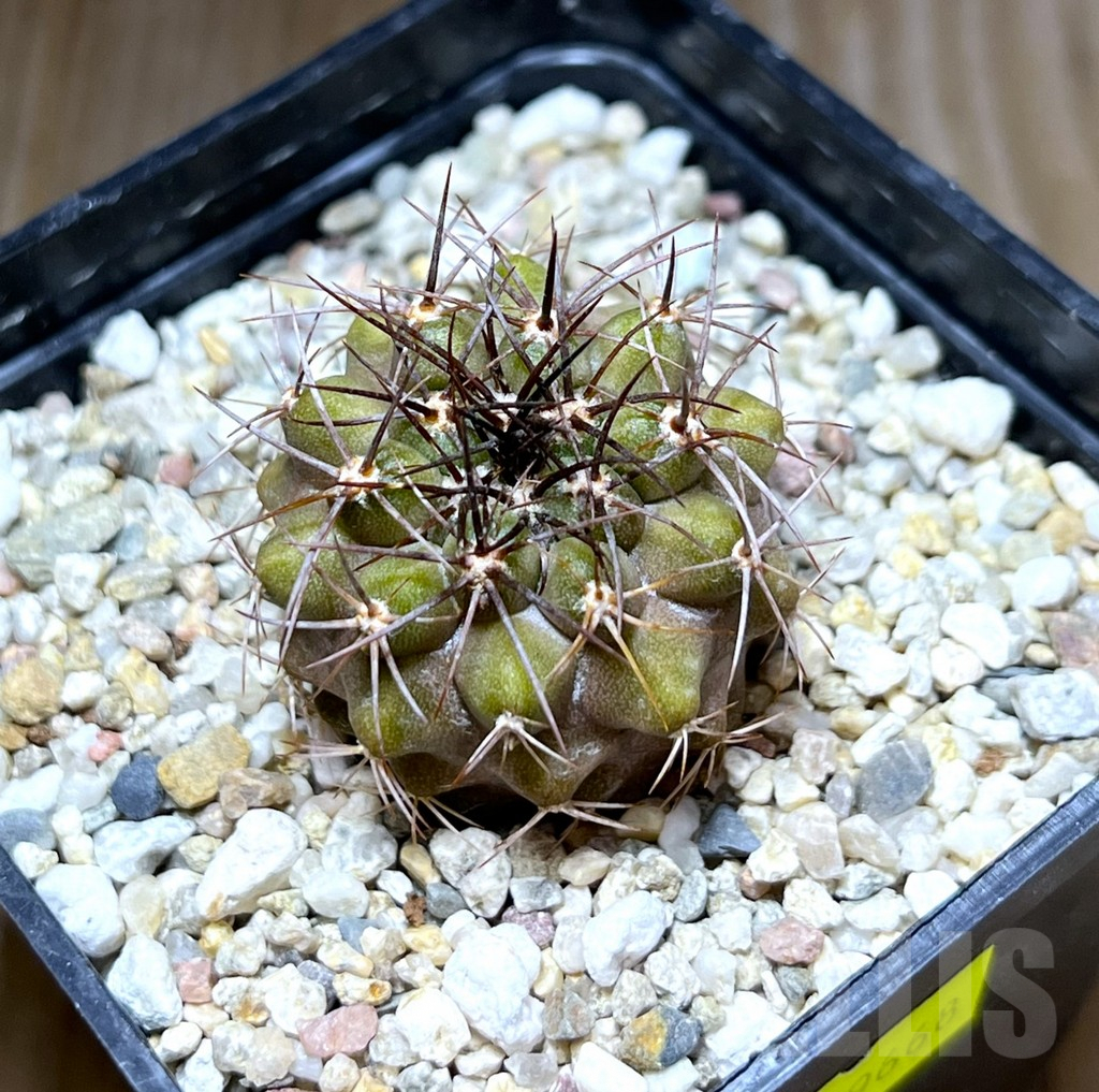 SHPR29668 Copiapoa longistaminea -Las Maderas-