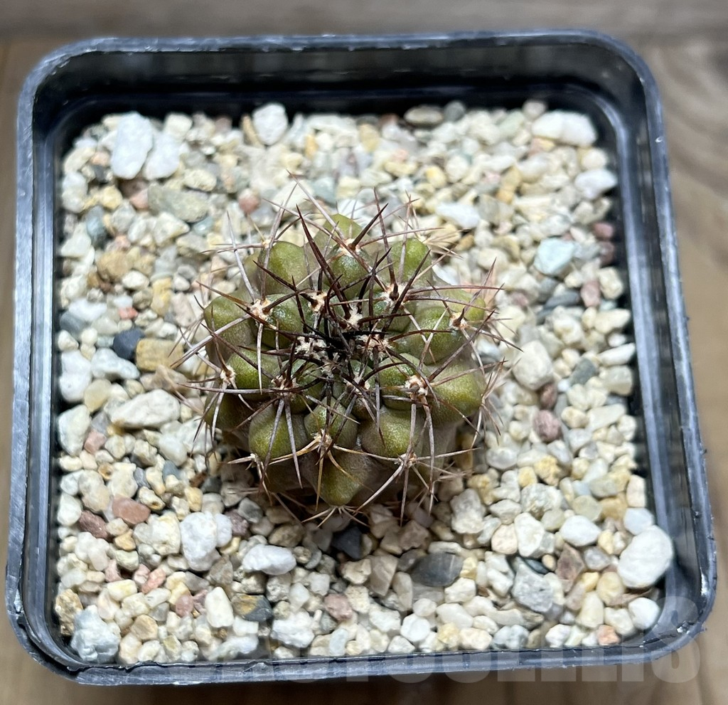 SHPR29668 Copiapoa longistaminea -Las Maderas- – Bild 2