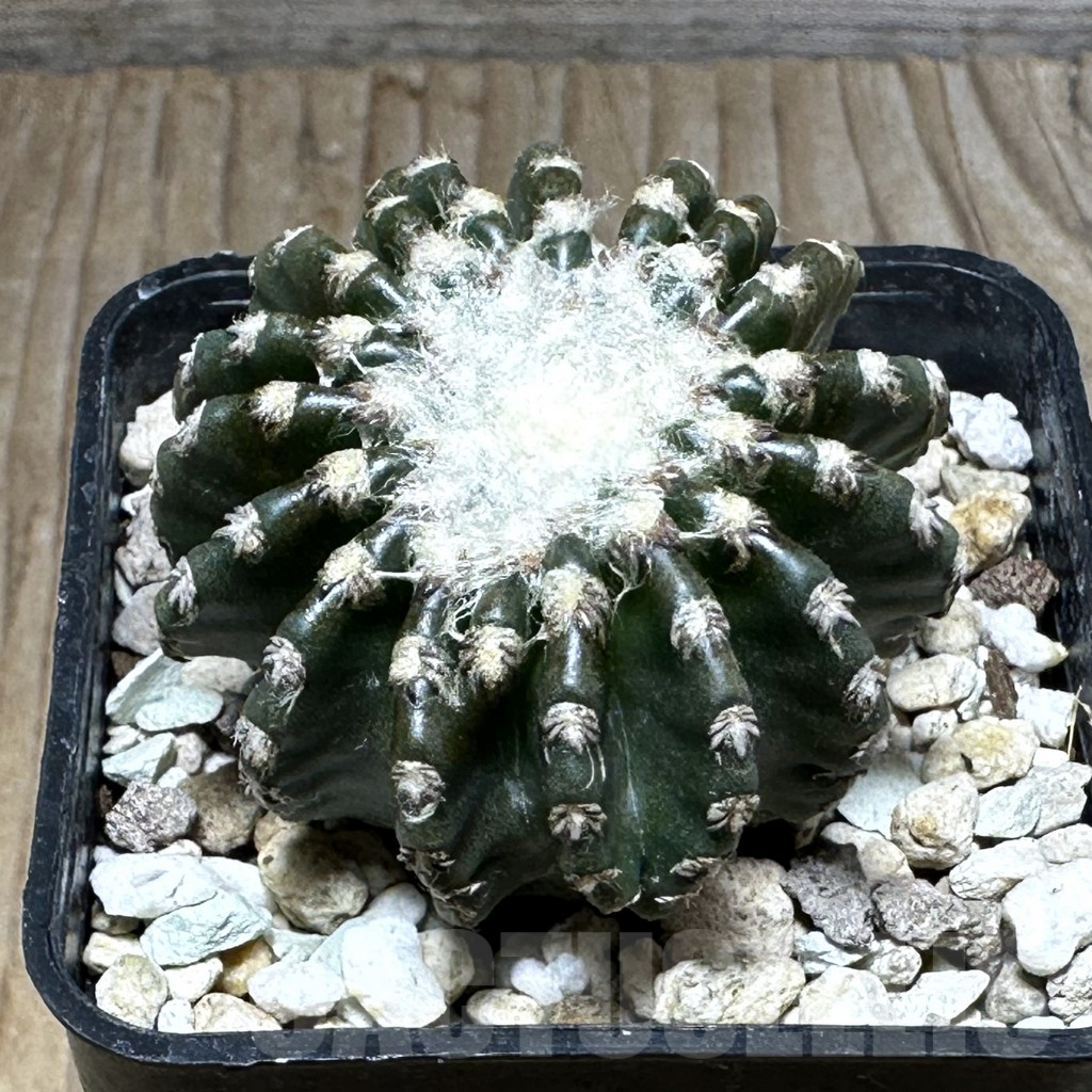 SHPR29287 Discocactus horstii