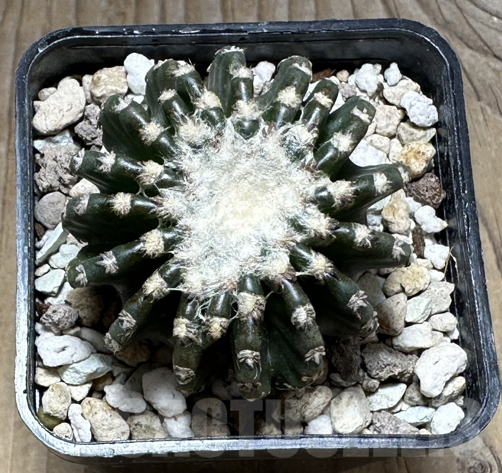 SHPR29287 Discocactus horstii - Image 2