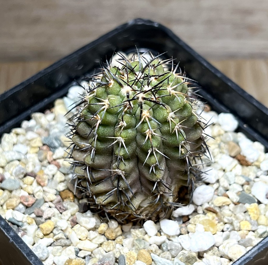 SHPR29669 Copiapoa aff. calderana
