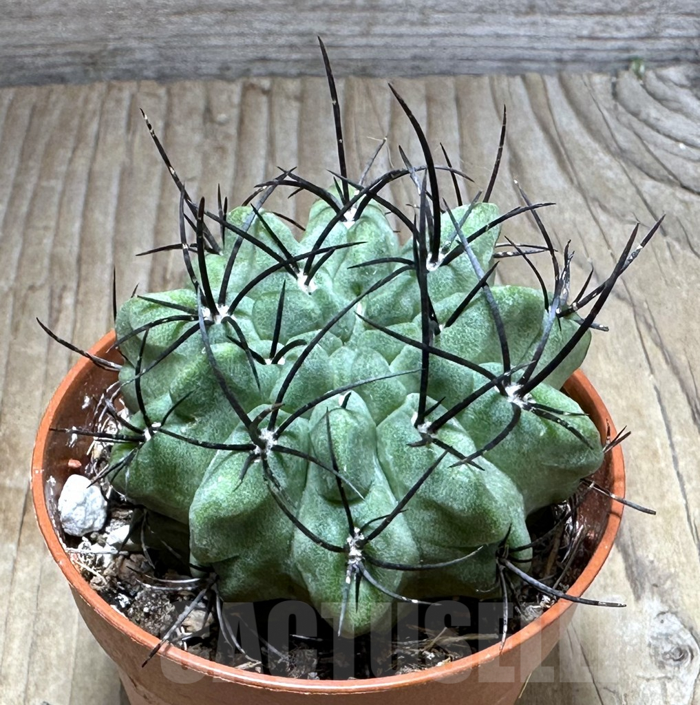 SHPR29288 Eriosyce paucicostata 'Green'