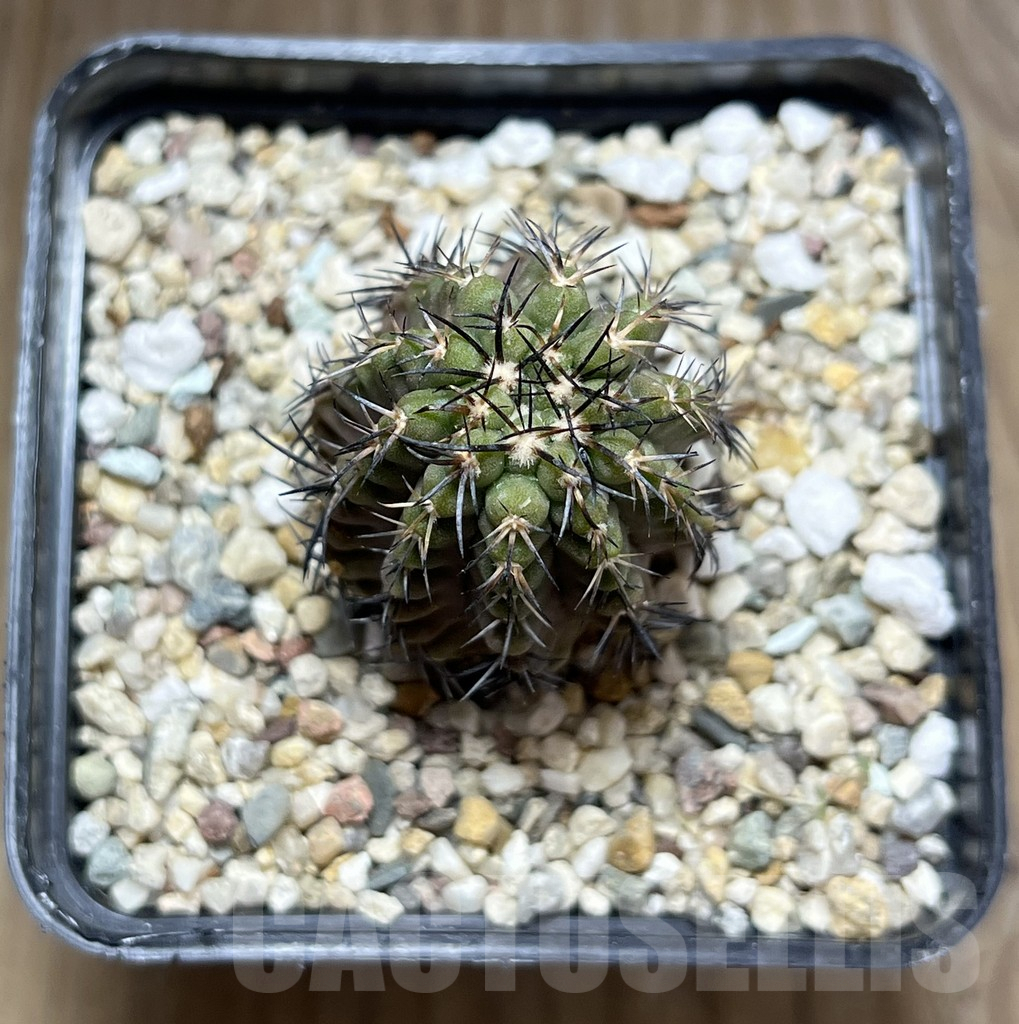 SHPR29669 Copiapoa aff. calderana – Bild 2