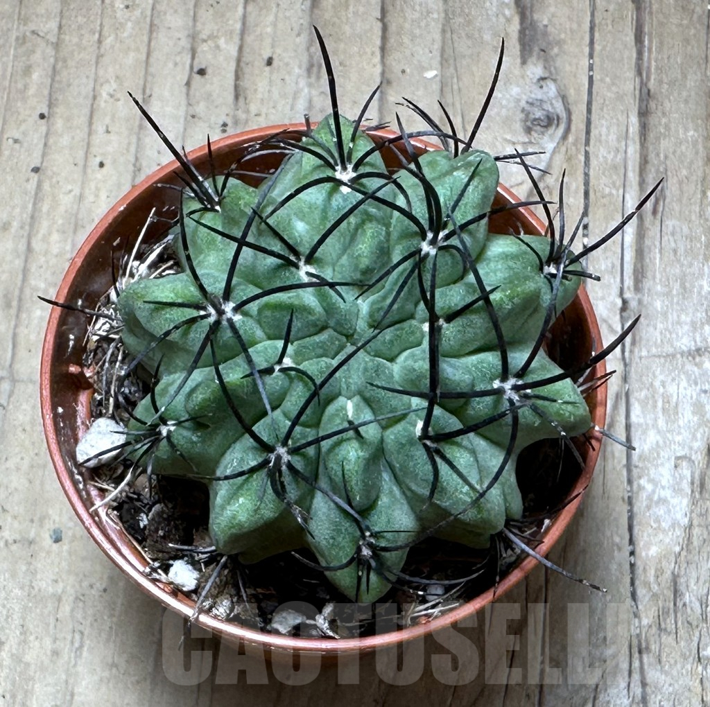 SHPR29288 Eriosyce paucicostata 'Green' - immagine 2