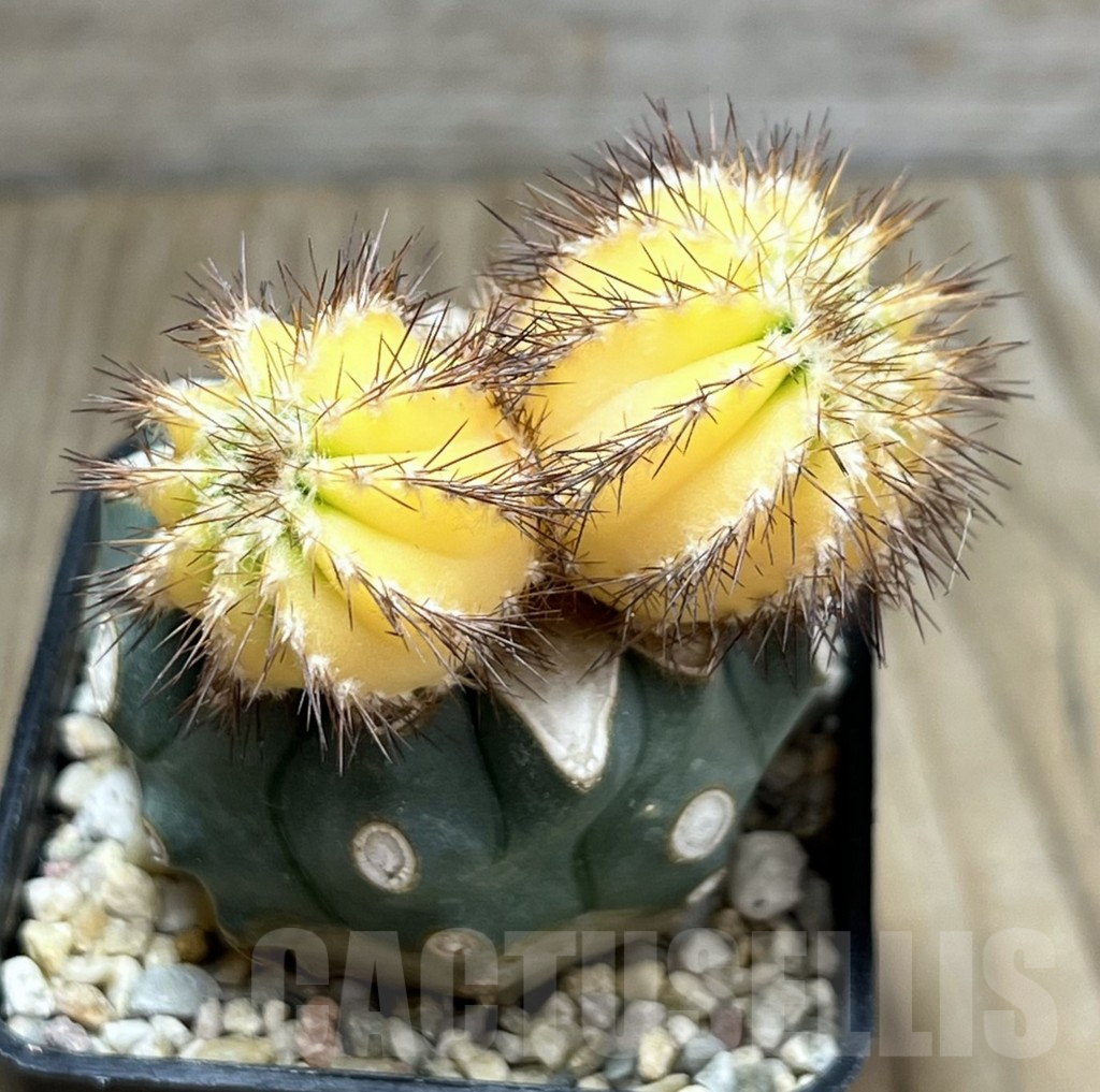 SHPR29670 Uebelmannia pectinifera f. variegata, grafted