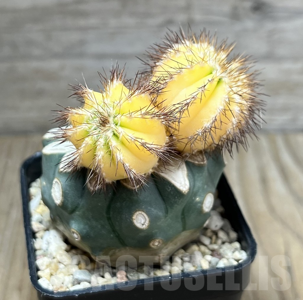 SHPR29670 Uebelmannia pectinifera f. variegata, grafted – Bild 2