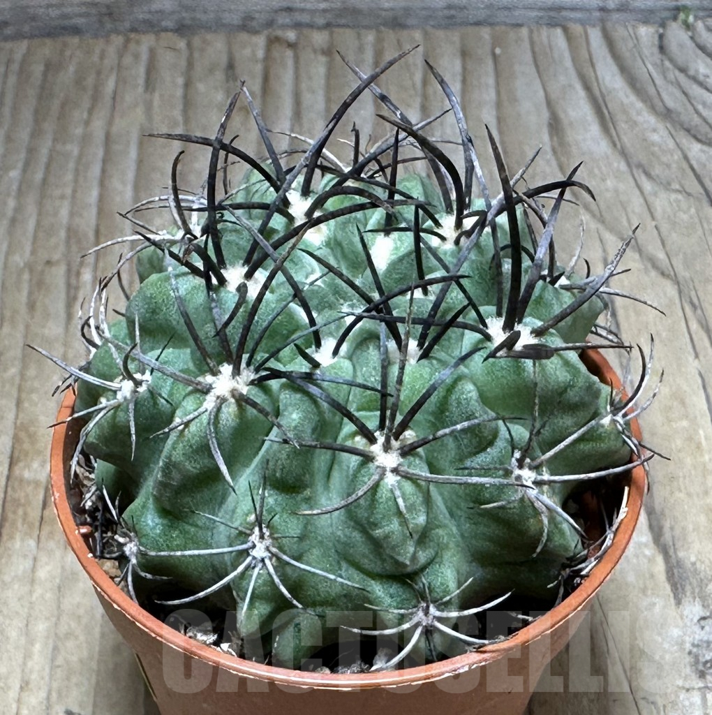 SHPR29289 Eriosyce paucicostata 'Green'