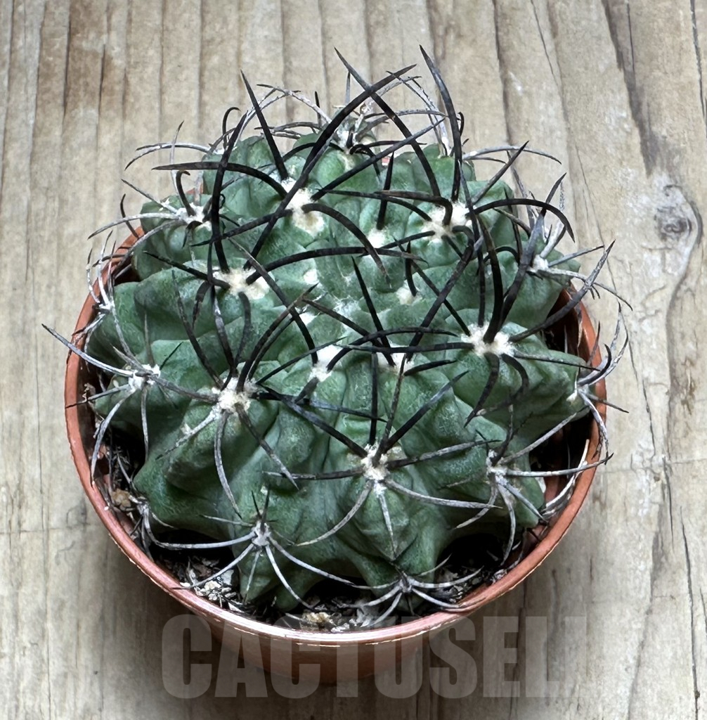 SHPR29289 Eriosyce paucicostata 'Green' - immagine 2