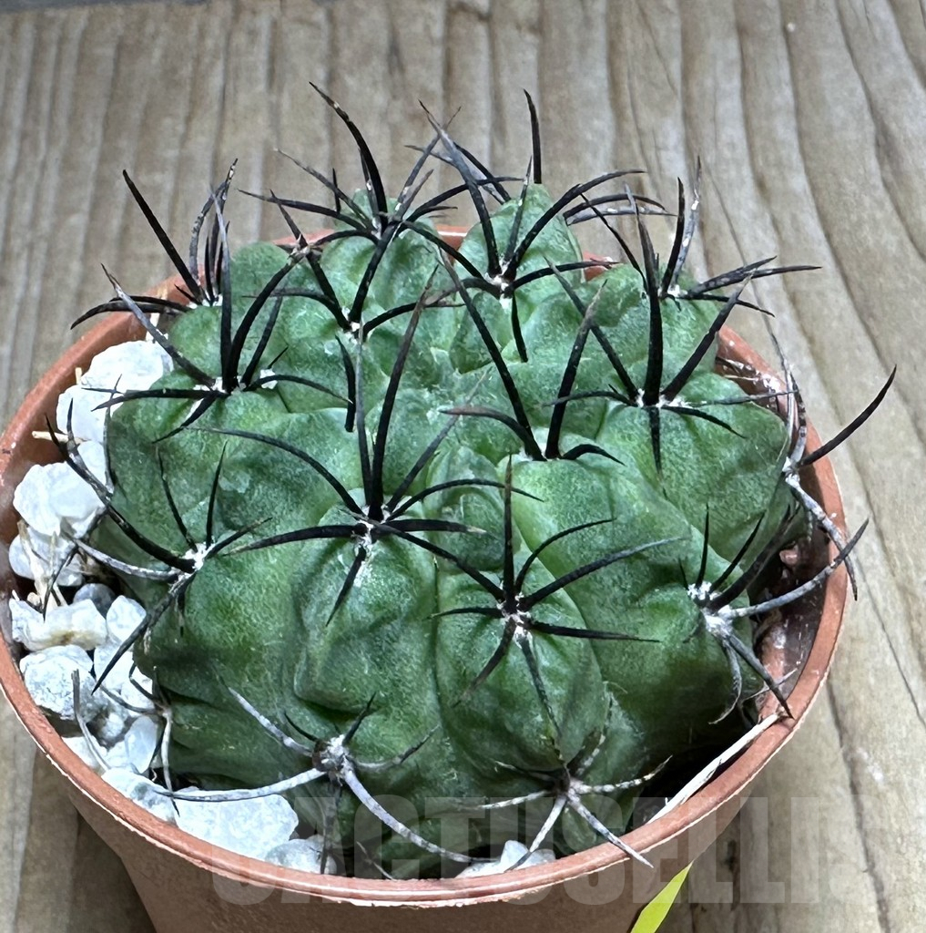 SHPR29290 Eriosyce paucicostata 'Green'