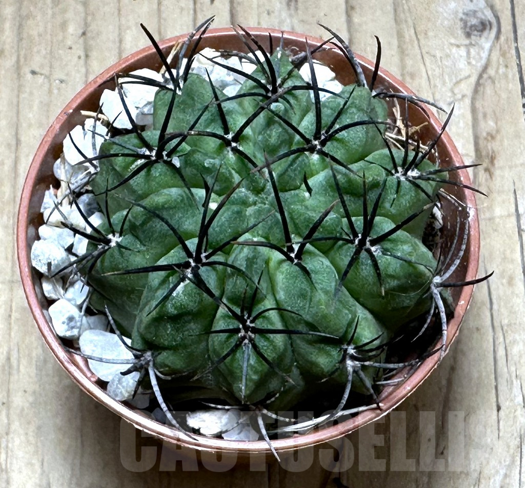 SHPR29290 Eriosyce paucicostata 'Green' - Image 2