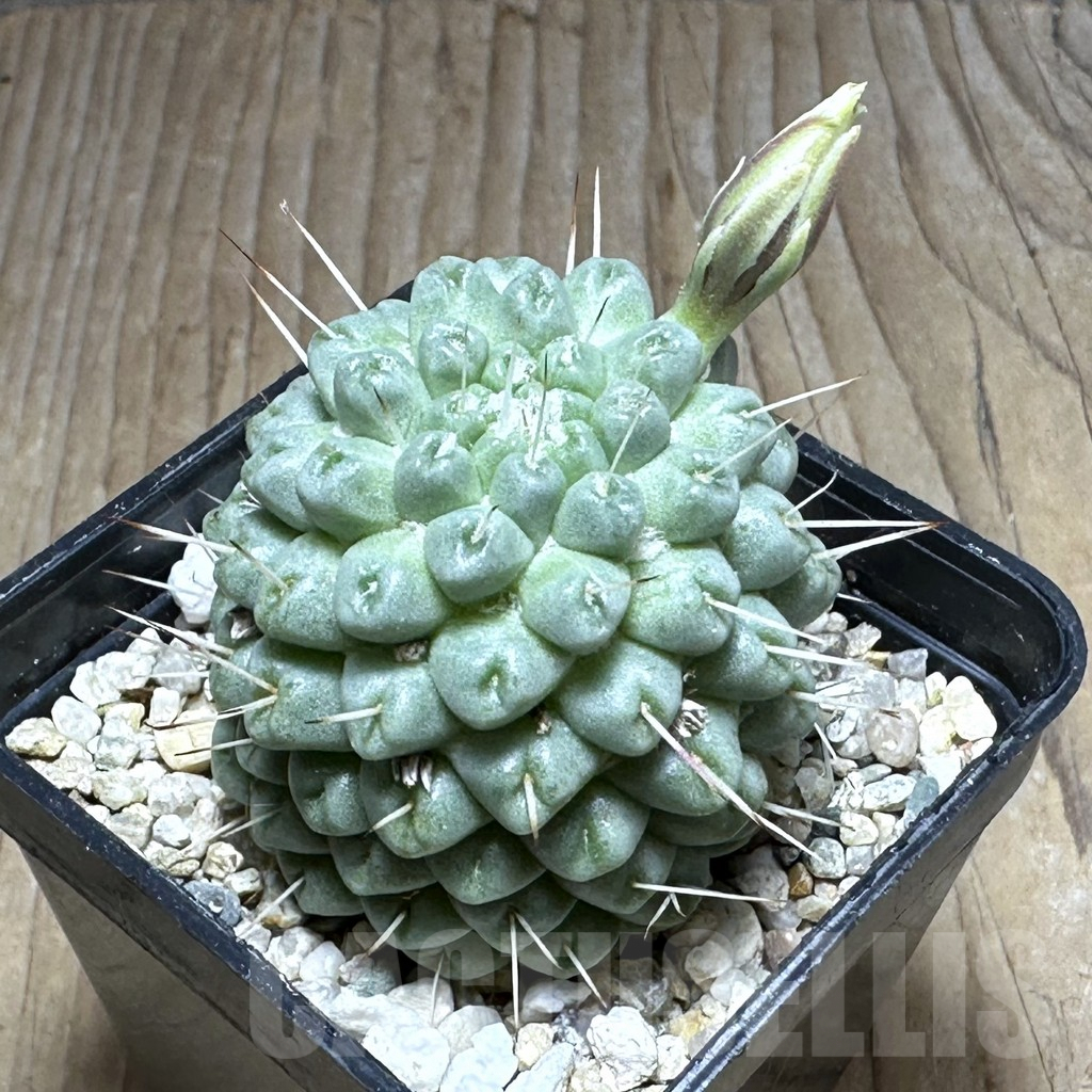 SHPR29292 Mammillaria schumannii f. monstrosa