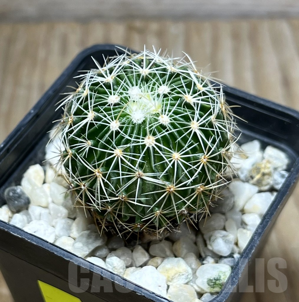 SHPR29674 Echinofossulocactus multicostatus SB 1147 150-ribs
