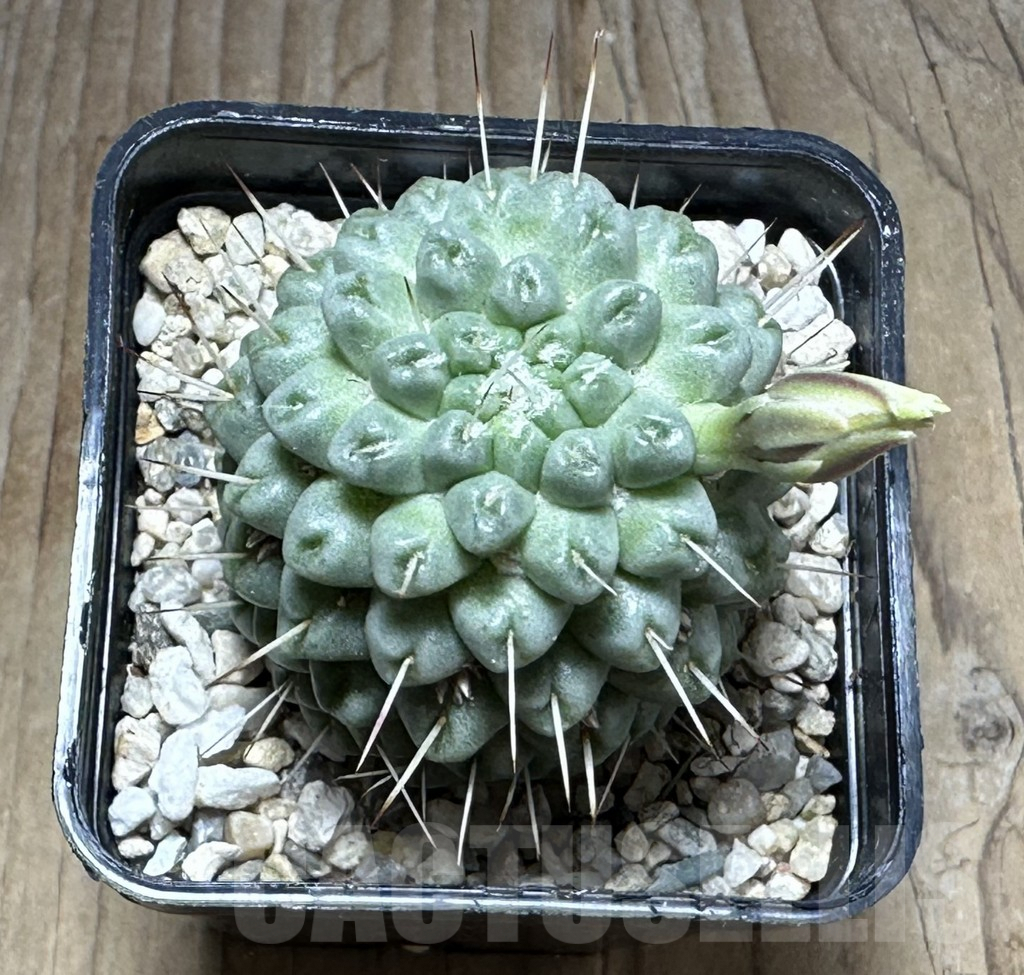 SHPR29292 Mammillaria schumannii f. monstrosa - Image 2