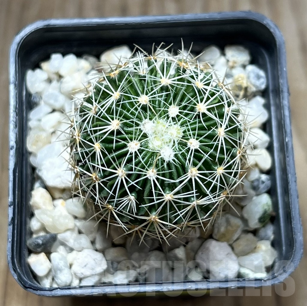 SHPR29674 Echinofossulocactus multicostatus SB 1147 150-ribs - Image 2